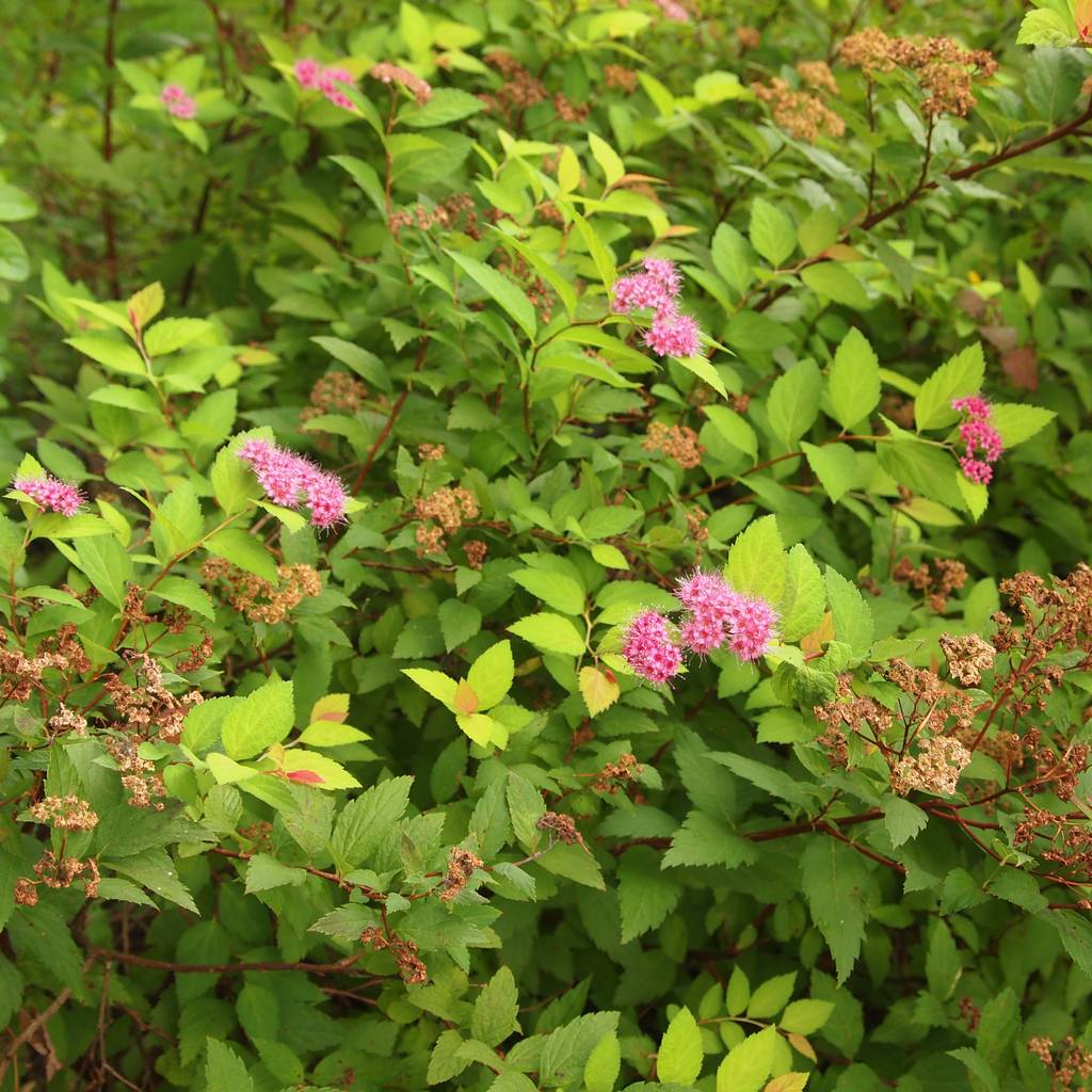 Greenbank Plant Nursery