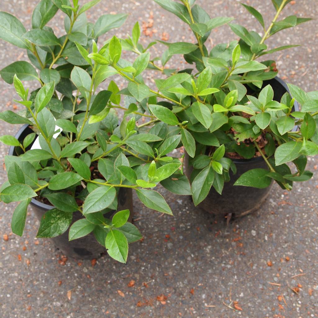 Greenbank Plant Nursery